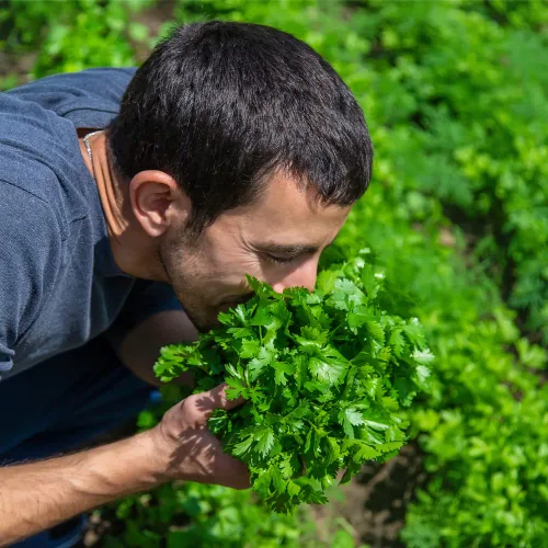 Vista 2 de Semillas de cilantro (Ocio) (300 Semillas)