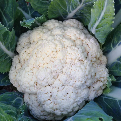 Vista 2 de Plant Good Seed Snowball - Semillas de coliflor – Paquete de 150, semillas de reliquia para plantar verduras, suministros de jardinería, huerto