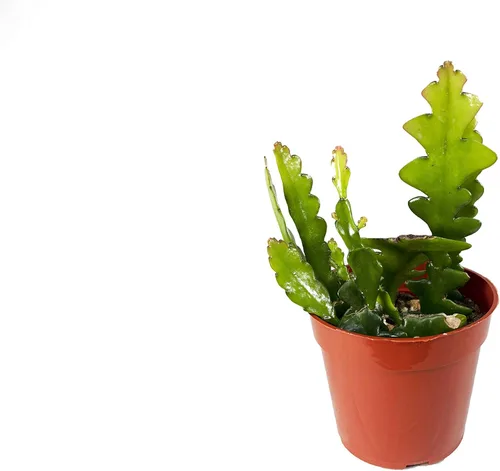 Vista 6 de Haworthia Zebra Succulent - 4" de California Tropicals
