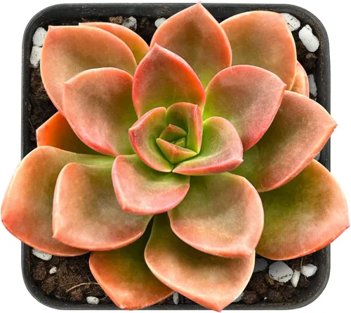 Vista 2 de Sprout N Green Colección de suculentas coloridas, 3 plantas suculentas vivas totalmente enraizadas en maceta de inicio de 2 pulgadas, decoración