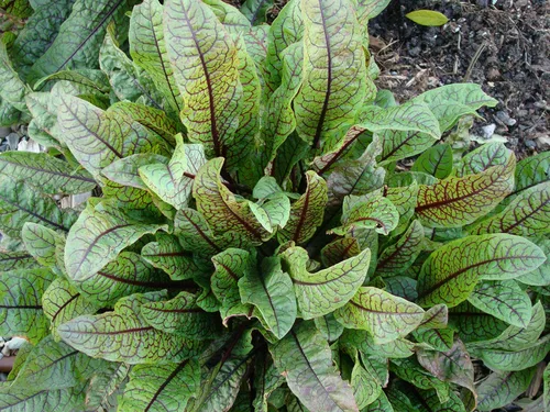 Vista 3 de Semillas Sorrel Bloody Dock Hierba Roja Heirloom para plantar sin OMG