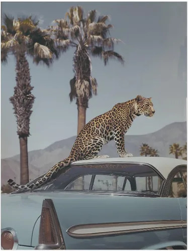 Vista 8 de Impresión de guepardo en el espejo, impresión de fotografía en blanco y negro, leopardo vintage en blanco y negro, fotos de espejo con aspecto