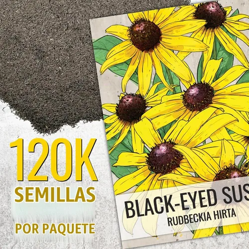 Vista 3 de Seed Needs - Semillas de flores para plantar Black Eyed Susan, paquete a granel de 1.5 onzas