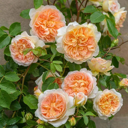 Vista 2 de Rosas trepadoras inglesas de reliquia, planta de raíz propia viva para jardín al aire libre, Betsabé, muy fragante, zonas de rusticidad: 5-11