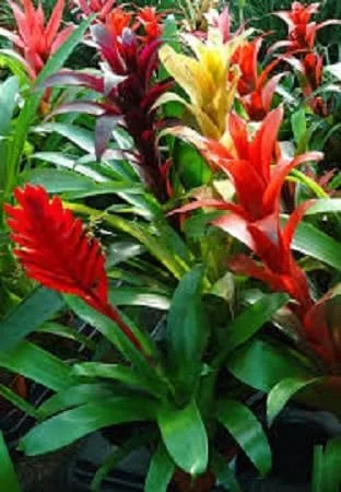 Vista 2 de Nuevas semillas de flores de bromelia mixta fresh100Pcs Generic