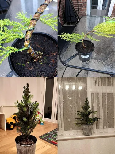 Vista 8 de Kebinfen® Kit de alambre de entrenamiento para bonsái para árbol bonsái, con cortador de alambre de bonsái, tamaño de los alambres de bonsái 0.039