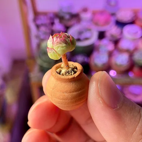 Vista 4 de Mini macetas de terracota – Macetas pequeñas de arcilla para suculentas, cactus, manualidades de bricolaje, jardín de hadas, proyectos escolares