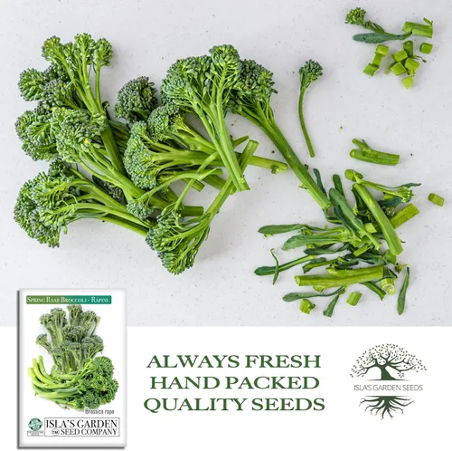 Vista 4 de Semillas de brócoli Raab Rapini de primavera, 300 semillas por paquete, semillas sin OMG, nombre botánico: Brassica oleracea, Isla's Garden Seeds