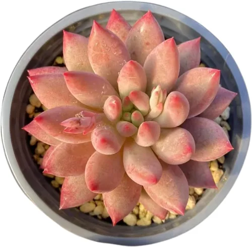 Vista 15 de Echeveria Agavoides Blue Dragon – Planta suculenta viva – 3 pulgadas – Tolerante a la sequía, bajo mantenimiento, perfecta para decoración
