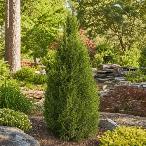 Vista 4 de Southern Red Cedar 1 Live Gallon Size Pot Juniperus Virginiana Silicicola Evergreen Privacy Trees Native Landscape Plants