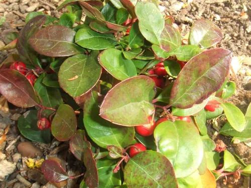 Vista 5 de 20 Semillas de flores de hoja perenne de Gaultheria Procumbens