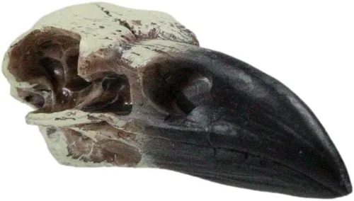 Vista 5 de Ebros Gift Huginn and Muninn - Colgante pequeño de relicario, cuervo cuervo, calavera, talismán, accesorio de joyería, osario, escultura macabra