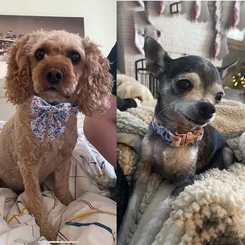 Vista 34 de Unique style paws - Collar para perros con corbatín, collar ajustable para perros y gatos, pequeño, mediano y grande