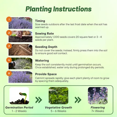 Vista 5 de Outsidepride Nepeta Mussinii - Semillas de hierba gatera – 1000 semillas perennes, tolerantes al calor y la sequía para plantar flores azules