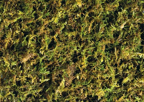 Vista 2 de Exo Terra Musgo de pluma forestal, 7 cuartos de galón, paquete de 2