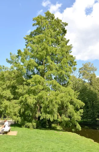 Vista 7 de 25 semillas europeas de alerce pino perenne Larix Decidua