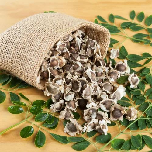 Vista 2 de 100 semillas de moringa para plantar, semillas de plantas vegetales de Moringa Oleifera para jardinería al aire libre