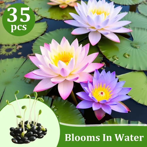 Vista 2 de 35 semillas de loto mixtas para plantar en agua, colorido tazón de loto y lirio acuático semillas de flores para estanques, bonsái, jardines