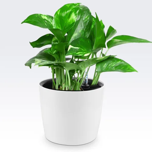 Vista 7 de Paquete de 4 Macetas de Autoriego de 7 Pulgadas para Plantas de Interior, Macetas Redondas Decorativas Blancas de Plástico de Autoriego