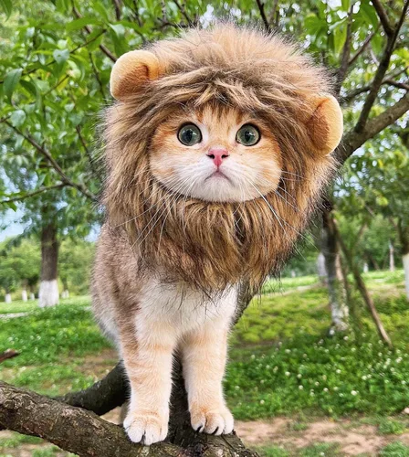 Vista 2 de Peluca para disfraz de gatos y perros Lion Mane, ajustable, lavable y cómoda, ropa de perro para Halloween, Navidad o Pascua , m, Gris