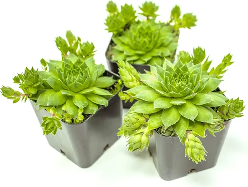 Vista 7 de Sempervivum - Plantas suculentas vivas de interior (3PK), plantas de interior vivas Sempervivum, plantas de interior vivas, plantas