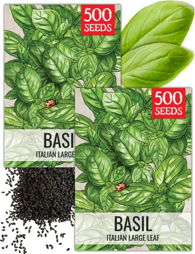 Vista 16 de Seed Needs Semillas de albahaca italiana para plantar hierbas tradicionales sin OMG, 1 paquete