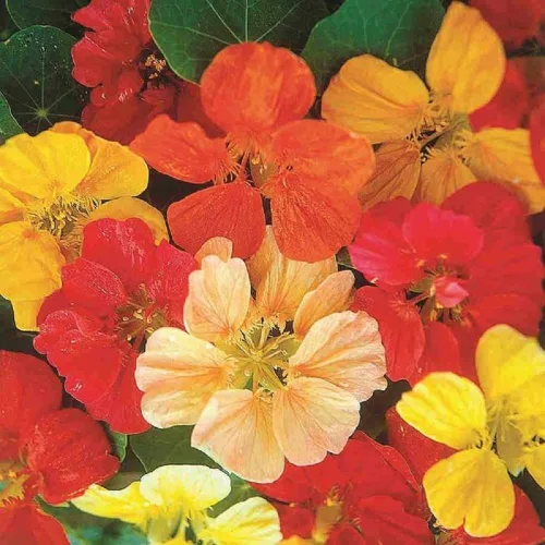 Vista 2 de Capuchina, semillas de mezcla de pájaros silbidos, 100 semillas, flor hermosa recién cosechada