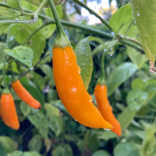 Vista 2 de Aji Amarillo-Peruvian Yellow,10 Semillas de Pimienta,Uso Fresco,Asado,Seco,Salsas,Polvo