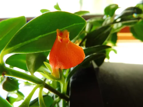 Vista 3 de Planta "pez dorado" Premium - Maceta colgante de 6 pulgadas - ¡Florece con frecuencia!