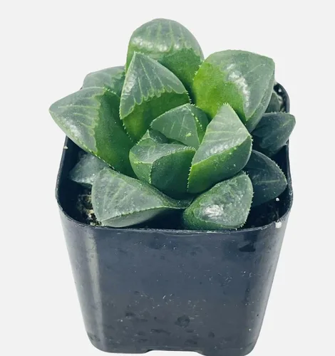 Vista 8 de Plantas suculentas vivas de USKC (Crassula de 2.5 pulgadas 'Spring time')