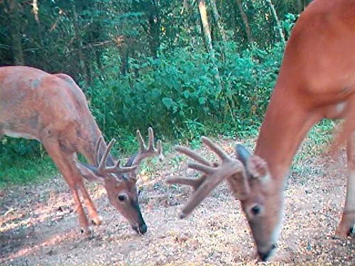 Vista 3 de Poción de ciervo anzuelo – Concentrado Deer anzuelo Poción mezcla