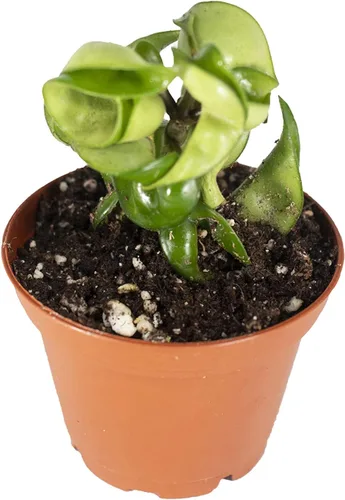 Vista 6 de Hoya - Cuerda hindú abigarrada, variedad rara, 2.5 pulgadas de California Tropicals