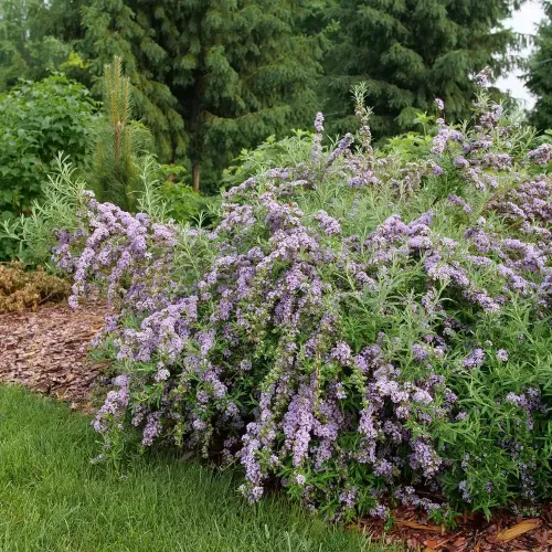 Vista 3 de MOP TOP™ Fuente Mariposa Bush - Olla de 4" -Ganadores probados por Buddleia