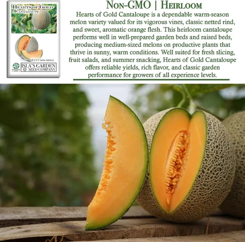 Vista 3 de Semillas de melón Hearts of Gold (Cucumis melo) – Más de 50 semillas de reliquia por paquete de Isla's Garden Seeds, melones aromáticos dulces