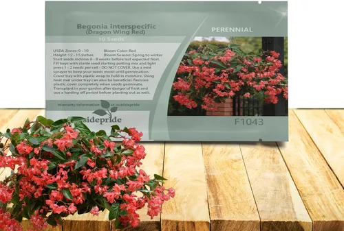 Vista 9 de Outsidepride Semillas de begonia Pink Dragon Wing para plantar, 10 semillas de flores perennes con flores grandes, hábito de crecimiento arqueado