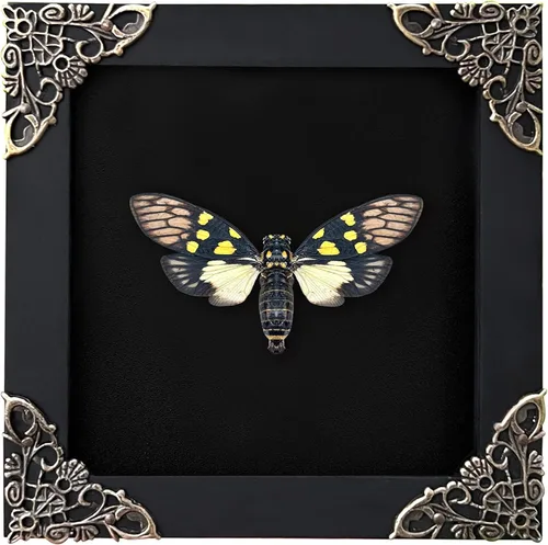 Vista 22 de 2 Real Dragonfly Specimens Shadow Box Framed Insect Display Oddities Curiosities Entomology Collection Natural History Wall Decor Gift for Nature