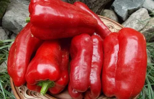 Vista 4 de Semillas Verduras Sweet Bell Red Giant Pepper - 30 Semillas