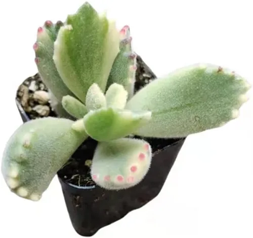 Vista 3 de Plantas suculentas vivas Cotyledon tomentosa pata de oso (maceta de 2 pulgadas no abigarrada)