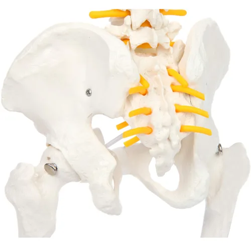 Vista 7 de Axis Scientific mini modelo de anatomía de columna vertebral, incluye nervios y viene con soporte resistente. Nervios espinales, cabezas de fémur