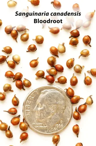 Vista 3 de Semillas de Sangre para Plantar (30 Semillas) - Sanguinaria Canadensis - Planta Medicinal