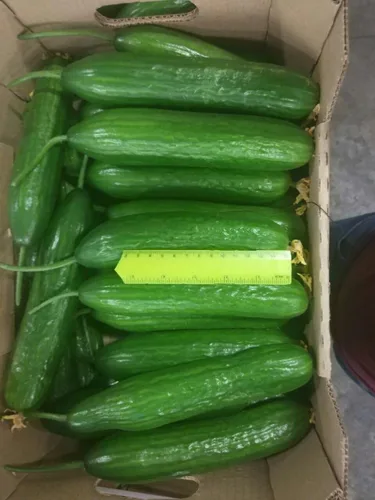 Vista 6 de Semillas Pepino Raro Emelya Gigante Larga Encurtido Heirloom Vegetal NO OGM