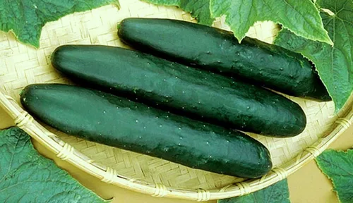 Vista 2 de Pepino Straight Eight Great Heirloom Vegetable (semillas de 1 onza)
