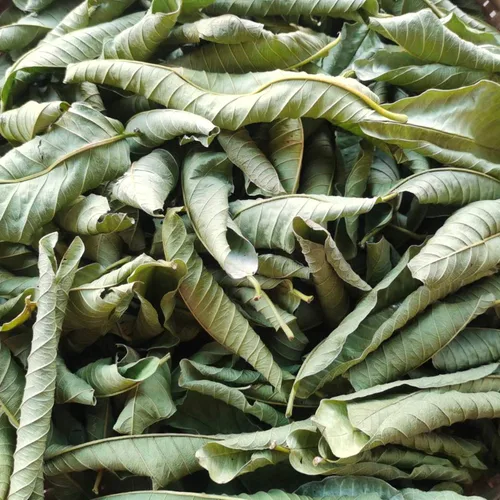 Vista 5 de Té de hojas enteras de guayaba, té de hojas sueltas de hierbas de guayaba, 2.0 onzas, 100% natural