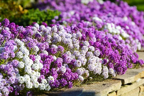 Vista 6 de Semillas Multicolor Alyssum Seed Mix 800+ Semillas para Jadear Anual de Bajo Crecimiento Flor de Suelo Cubierta del Suelo Flor