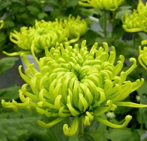 Vista 4 de 120 semillas de crisantemo auténtica araña china flor rara comestible té exótico verde