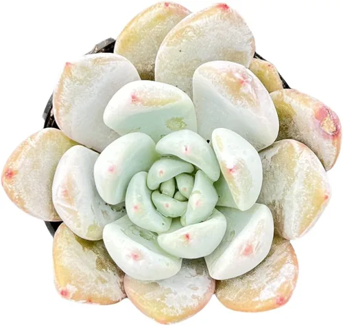 Vista 29 de Sprout N Green Echeveria 'Ball of Fat', planta suculenta viva rara totalmente enraizada en maceta de 2 pulgadas con tierra, oficina en casa