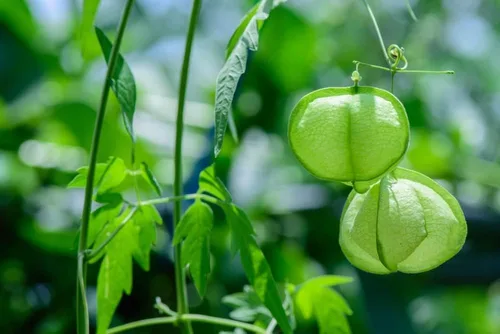 Vista 8 de Semillas de vid para plantar: cultiva enredaderas increíbles para paisajismo, paredes o cercas (Glicina americana)