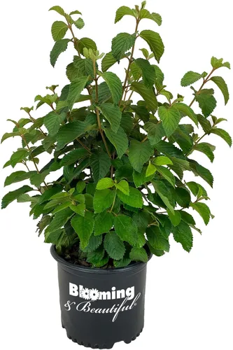 Vista 11 de Garden Debut Moonlit Lace Viburnum - Arbusto de flores vivas, 3 galones