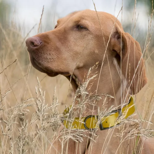 Vista 215 de Dogline Biothane - Collar impermeable para perro con hebilla de liberación rápida, resistente cincha de nailon recubierta con resistente y a prueba