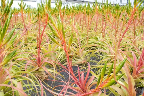 Vista 4 de Air Plant Shop Tillandsia Roland Gosselini - Plantas suculentas vivas para el hogar, decoración del hogar y el jardín, plantas